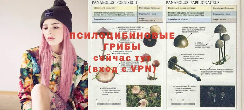 Псилоцибиновые грибы Psilocybine cubensis  Никольск 